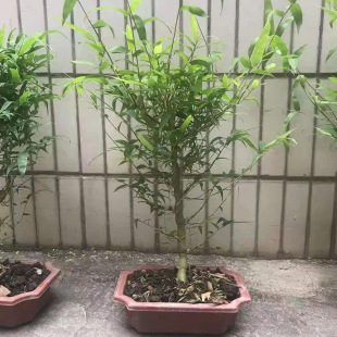 ����ֱ����z�������ؔ�����ԾӼһ��ܾG��ֲ���ļ����������՚�