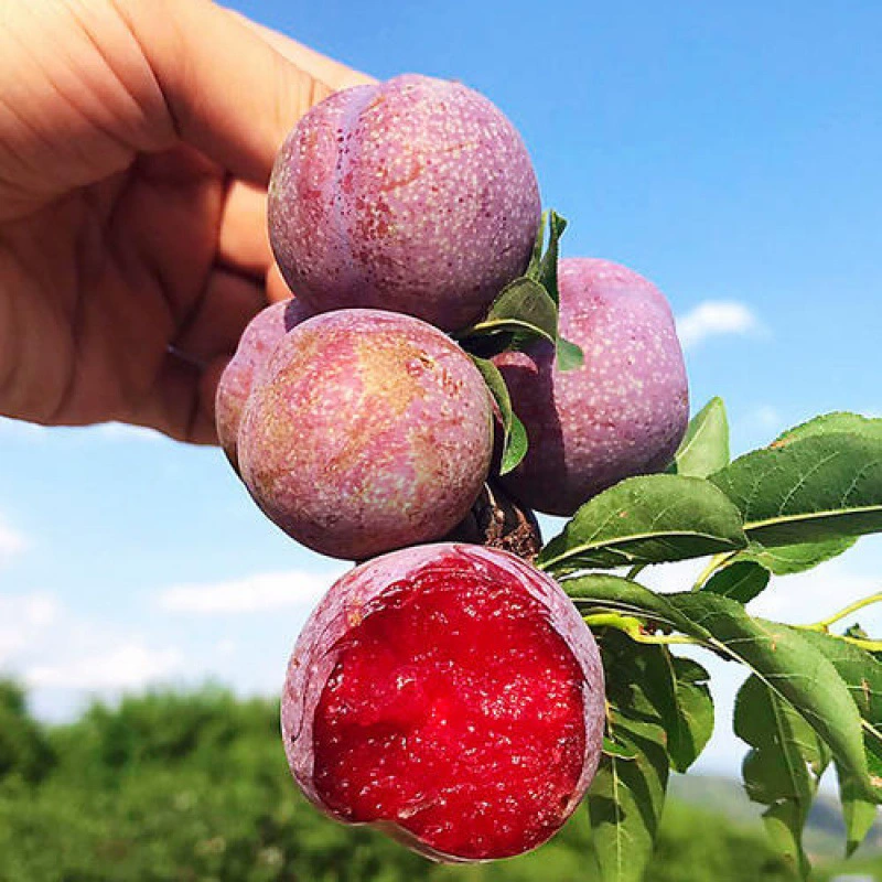 Саженец Саньхуа сливы саженец красного мяса сливы Большой мед сливы саженец Саньхуа сливы посадка в горшках посадка саженцев результатов года