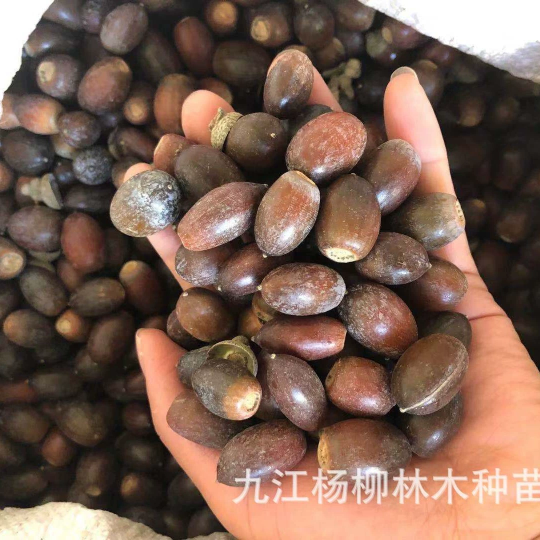 Циклобаланопсис глазурка Семя Циклобаланопсис Семена Кваркус Акутиссима Семена