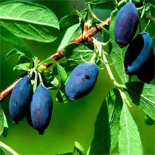 {{ݮɽӺϹӹϷ辰ͥԺNֲͺY