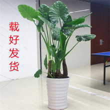 滴水观音盆栽大型绿植客厅水培植物霸王芋室内大叶盆景栽好发货