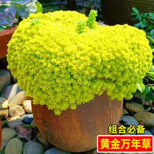 精品多肉植物黄金万年草群生花卉盆栽阳台办公室薄雪万年草好养活