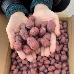 Large-grain Xinjiang jujubes, natural air-dried with soil, uncleaned, new arrival bulk jujubes, Ruqiang.