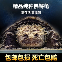 ����С���������������͹��ӷ�ʳ���ˮ����������С�ڹ����