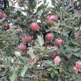 陕西礼泉膜袋丑苹果9.7斤现摘现发脆甜多汁新鲜水果红富士苹果