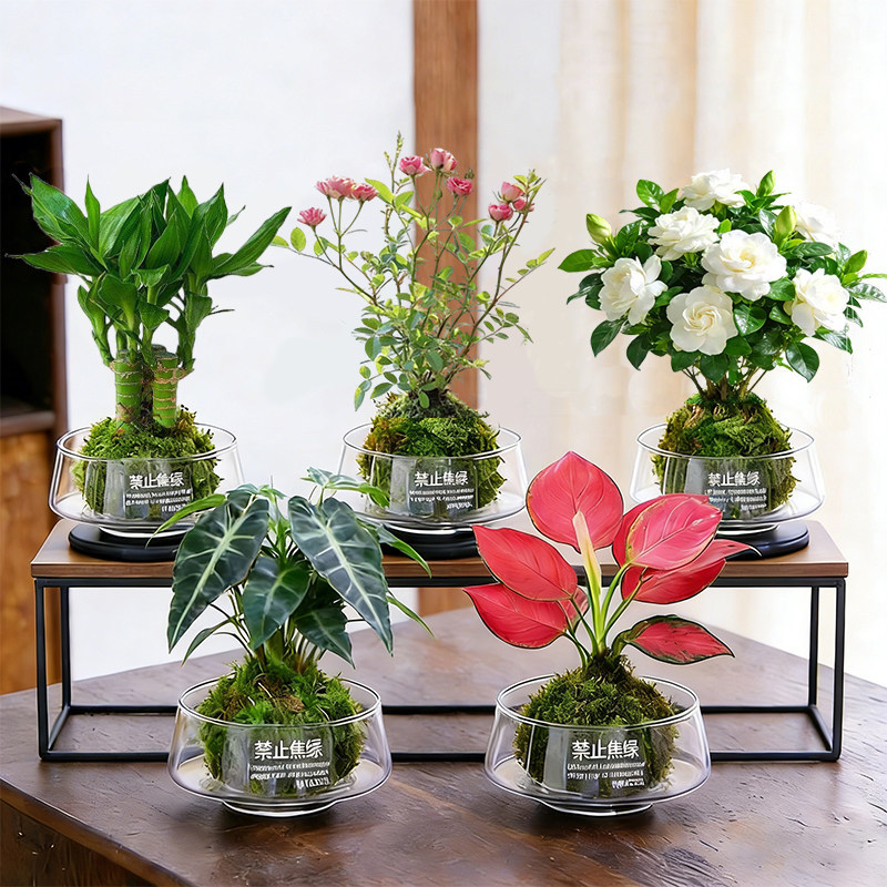 水培植物栀子花盆栽苔藓球姬月季办公室绿植富贵竹室内桌面发财树