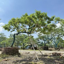 2509苗圃供应 造型铁冬青 大树 7-8米高 特选红果冬青 斜飘景观树