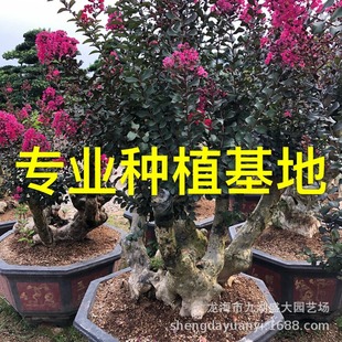 Fujian Wholesale Shandong High-Quality Crape Myrtle Tree Stumps Jiangsu Crape Myrtle Pile Scenery Hundred Days Red Price Crape Myrtle Ancient Pile Bonsai