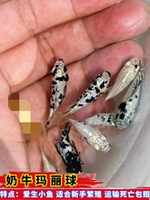 w^p~~ţβ̥~ȸ~~÷ֳ