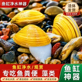 观赏鱼;其它水族用品;观赏鱼饲料