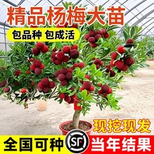 |÷޽ӾƷ÷ԷNֲͥԺ箔Y