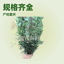 �½����ɸ��C���ľG�~���~Ůؑ���~ˮϞ�� ˮϞ��G�h��������