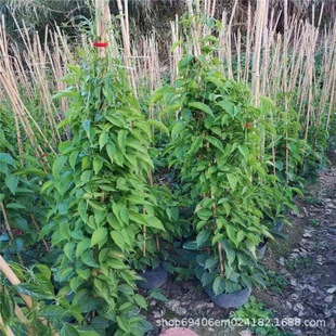 Wholesale Firecracker Flower Seedlings, Climbing Firecracker Flowers, Height 1.2-1.8 Meters, Blooming in 2.2m Seasons, Garden Plants, Firecracker Vines