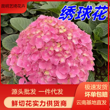 ������ϻ������l�����Y�k�������҃Ȕ[������һ�����l����r��