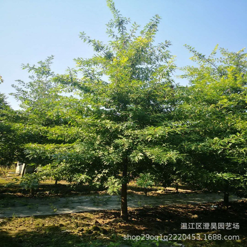 成都苗木红橡树娜塔栎产地直销质量保证品种齐全一站购齐乔木秋色