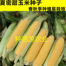 甜水果玉米种子夏蜜甜玉米孑四季甜糯玉米种籽高产杂交大田新品种