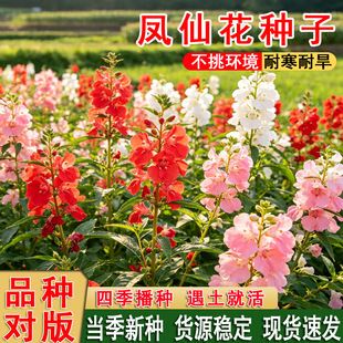 �ذ��P�ɻ��N�Ӳ軨�P���_���໨���L��ɫ�P�ɻ��N���͟��ͺ�