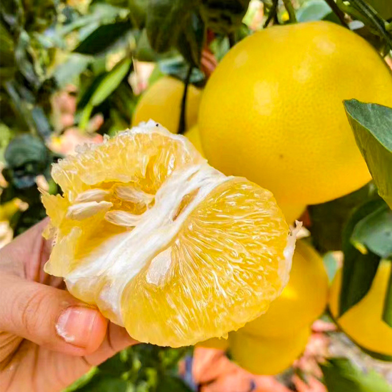 葡萄柚苗南北方庭院地栽种植特地栽盆栽柚子树嫁接苗果树当年结果