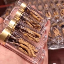 冬虫夏草10根礼盒装春节送礼送长辈野生西藏那曲虫草