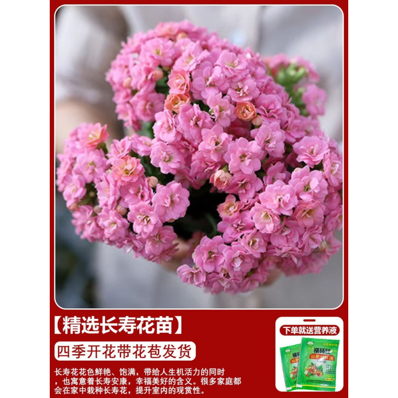 Flores de larga vida en maceta de doble pétalo, zorro dorado, gran flor con brotes de flores y plántulas, flores de interior en todas las estaciones, fáciles de cultivar.