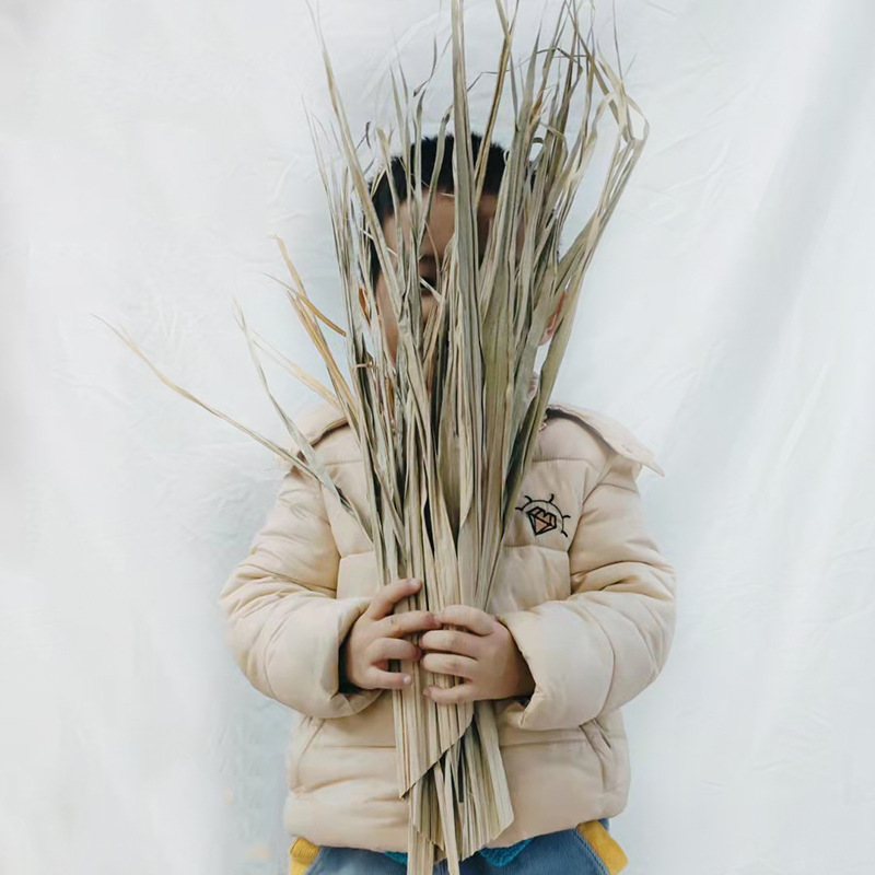 廠家供應批發植物乾花蒲葵葉尾須貨源充足整車發貨量大有優惠