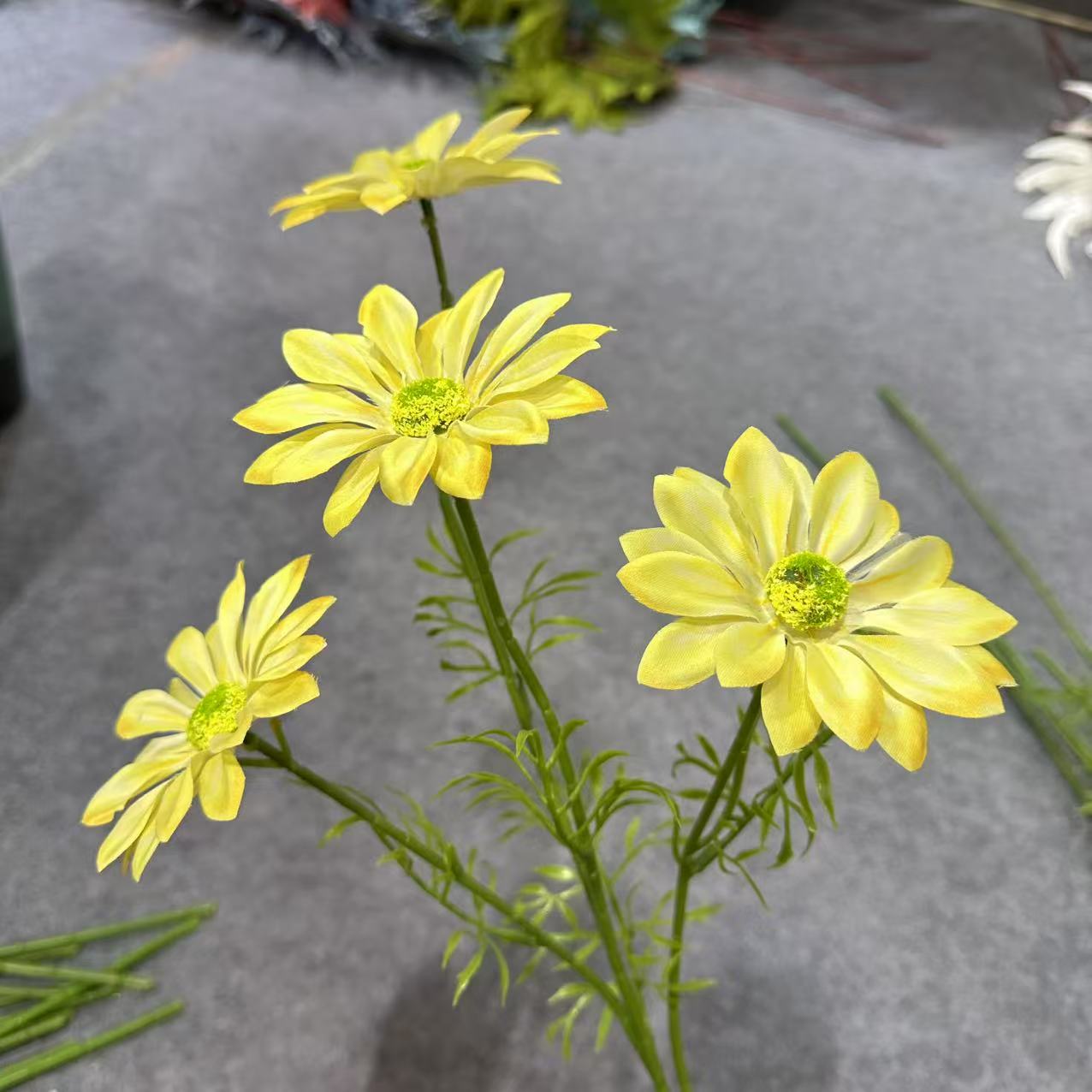 Summer chrysanthemum