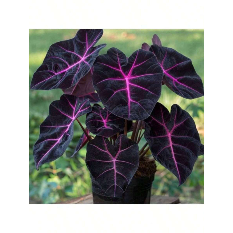 I 79182 Hosta Garden Flower Seeds 玉簪花庭院种子 Cross-Border Quick Sale