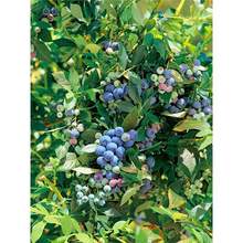 �{ݮ������{ݮ�����Ե��Թ��玧����ϱ����Nֲ�����۾G��ʯ����