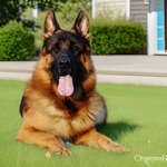 批发纯种德国牧羊犬护卫大型犬工作犬幼犬活体狗狗小狗德牧宠物狗