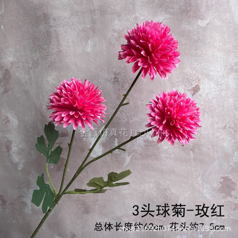 세 머리 공 국화