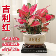吉利红盆栽中国红如意皇后水培土培花卉室内植物净化空气包邮