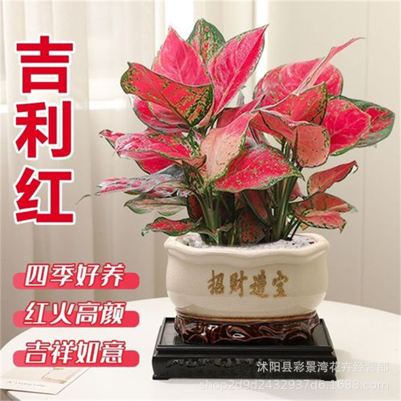 吉利红盆栽中国红如意皇后水培土培花卉室内植物净化空气包邮