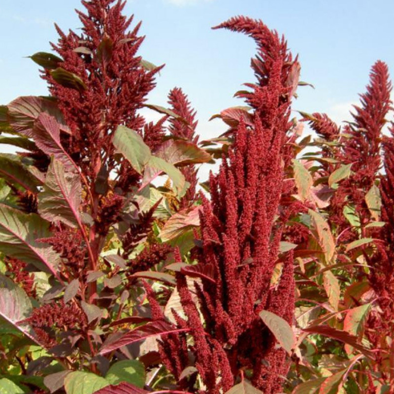 厂家批发植物饲料草种子 绿化工程菜兼用千穗谷草籽_2