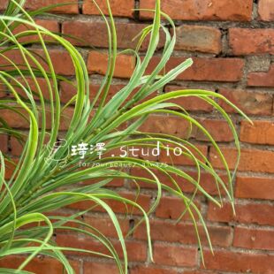 �������[�ݹ�β�ݼ��~���bٲ��쾰ɭϵ����Gֲ�����Y���滨