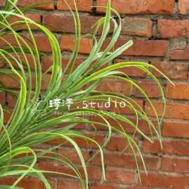 仿真洋葱草狗尾草细叶草装饰假草造景森系仿真绿植搭配婚礼仿真花