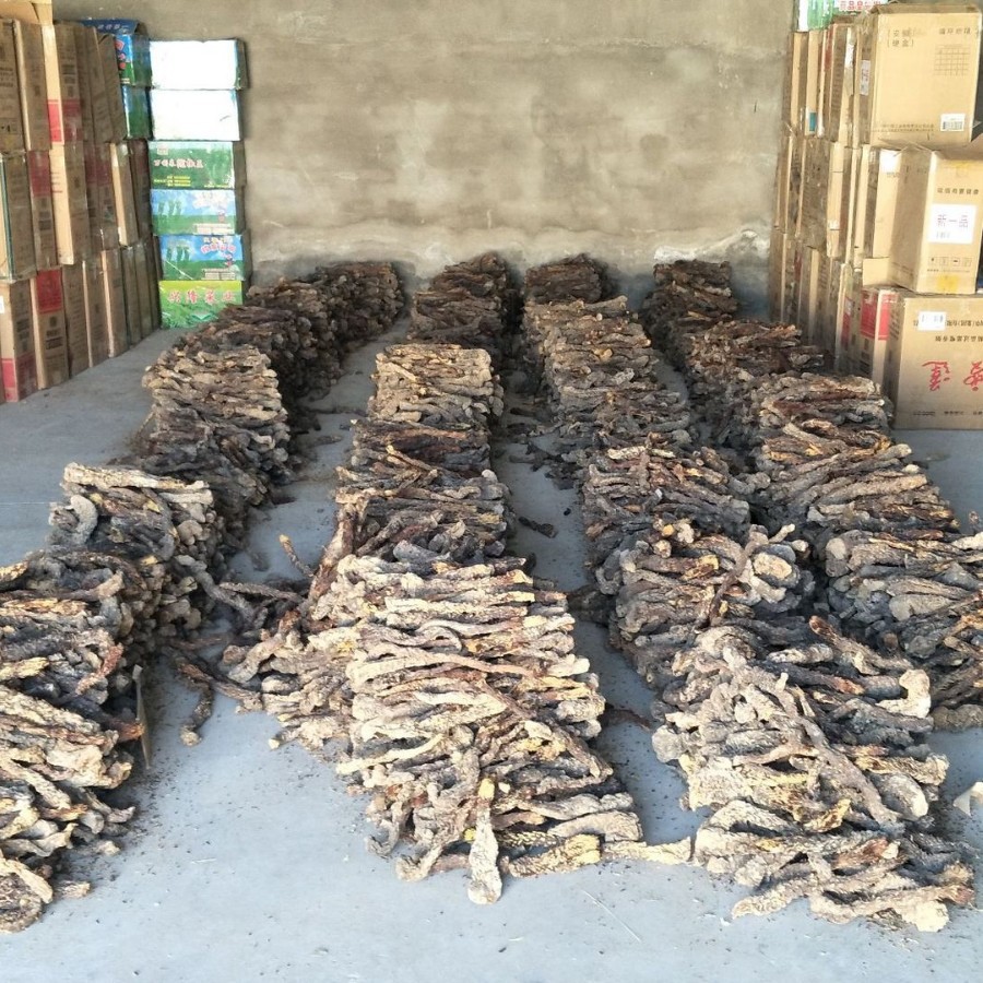 Inner Mongolia Cistanche Slices Rou Cong Rong Dried Herbal Tea Soup and Wine Soaking 500g in use