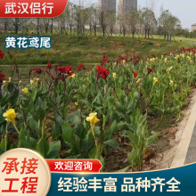 基地直供黄花鸢尾黄菖蒲耐寒常绿水生花卉承包挺水植物种植养护