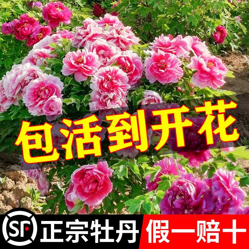 牡丹花苗山东菏泽洛阳芍药鲜花大苗室外盆栽重瓣观赏树苗花卉