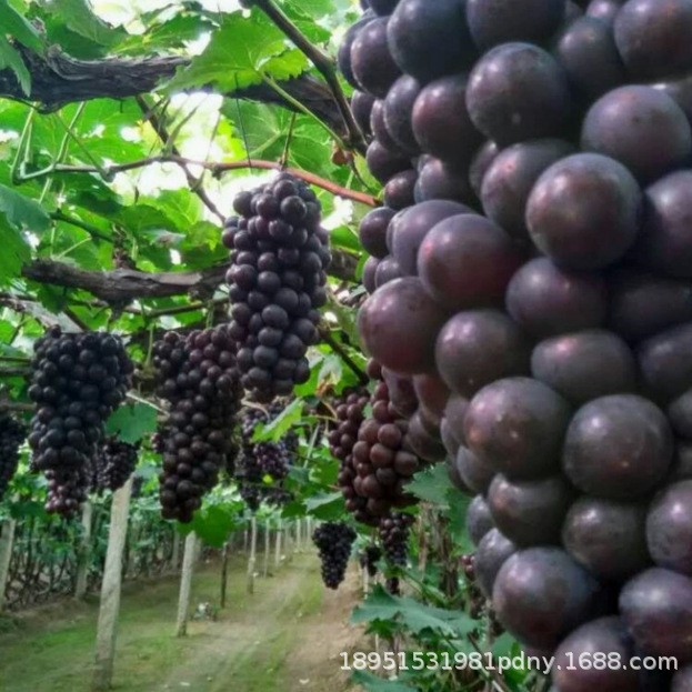 巨峰葡萄苗品种波尔来特葡萄树苗 大粒黄色无核品种葡萄树果树苗