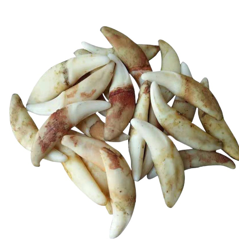 Real dog tooth jewelry spike pendant necklace primary color black dog tooth Xizang mastiff tooth wholesale stall goods scenic spot supply specimen