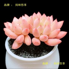 多肉种子四季种稀有种籽阳台盆栽桌面摆放植物花卉厂家跨境速卖通