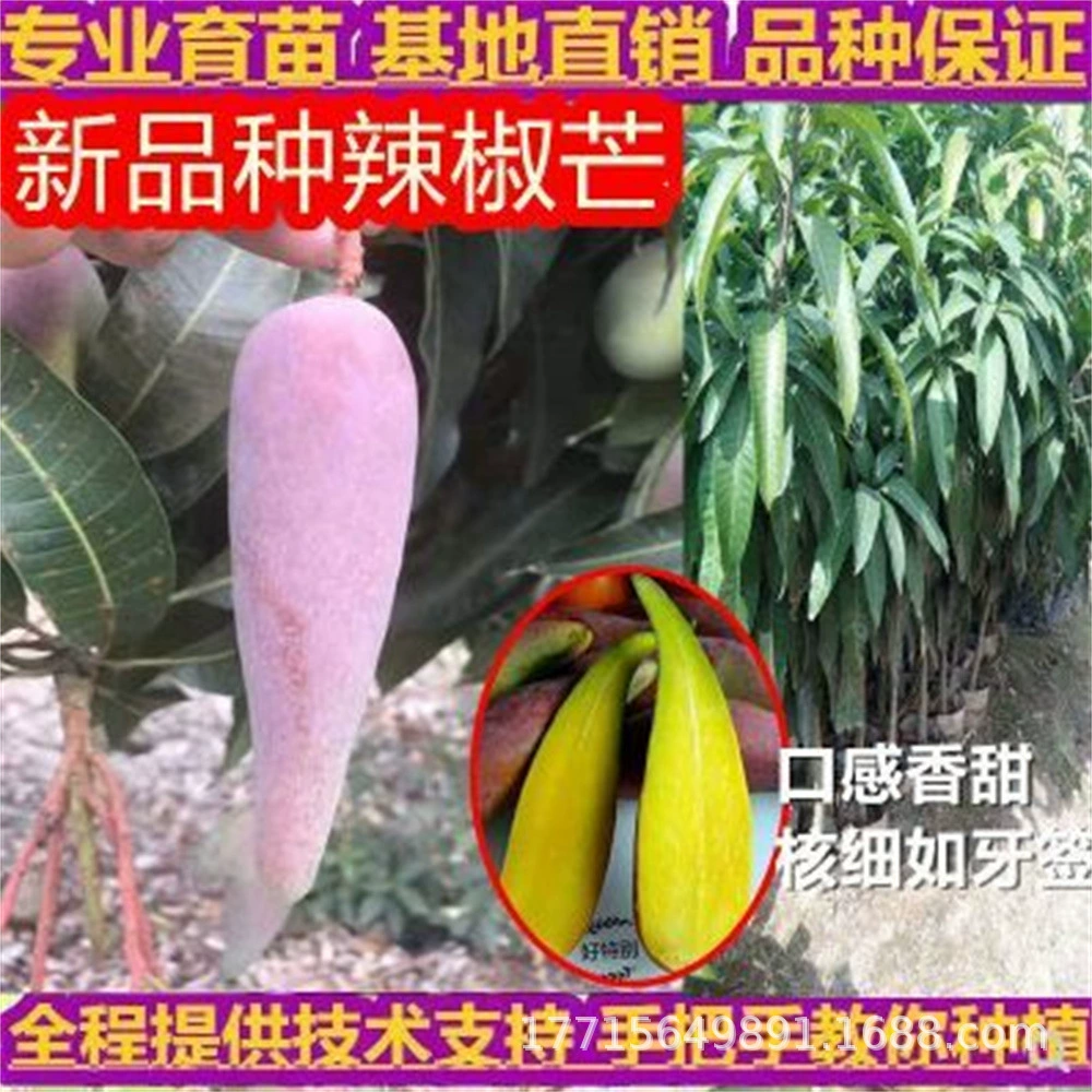 Четыре сезона Мед Марганитовые рассады Красный Гуйуан Зеленый Манга Саплинг года Результат прививки южных видов