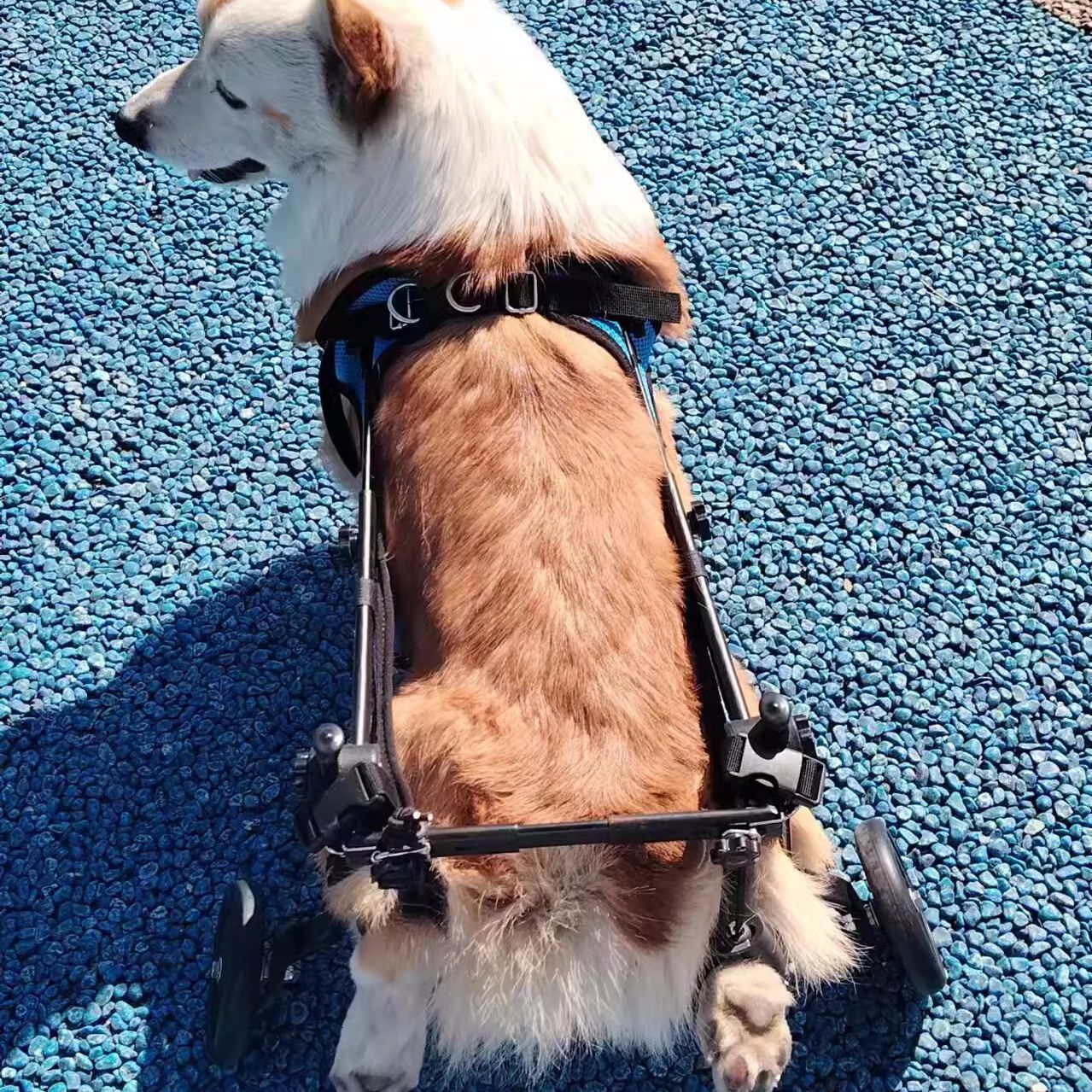 Silla de ruedas para perros, patineta para mascotas, patina trasera para perros discapacitados, gato auxiliar, soporte para perros pequeños y grandes, Teddy