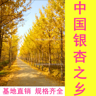 Ginkgo Tree Base - Sales Diameter 3-80cm Ginkgo Trees, Complete Specifications, Sufficient Quantity