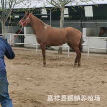 �����T��һƥʲô�ӵ��R�RƥӖ�^�Ķ�ʲô�r���R�Bֳ