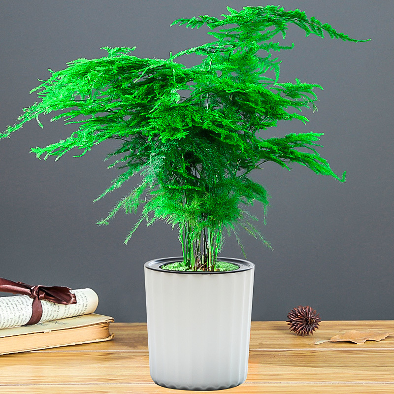 세로 줄무늬 [중분지 아스파라거스]에는 뿌리 파우더가 포함되어 있습니다.