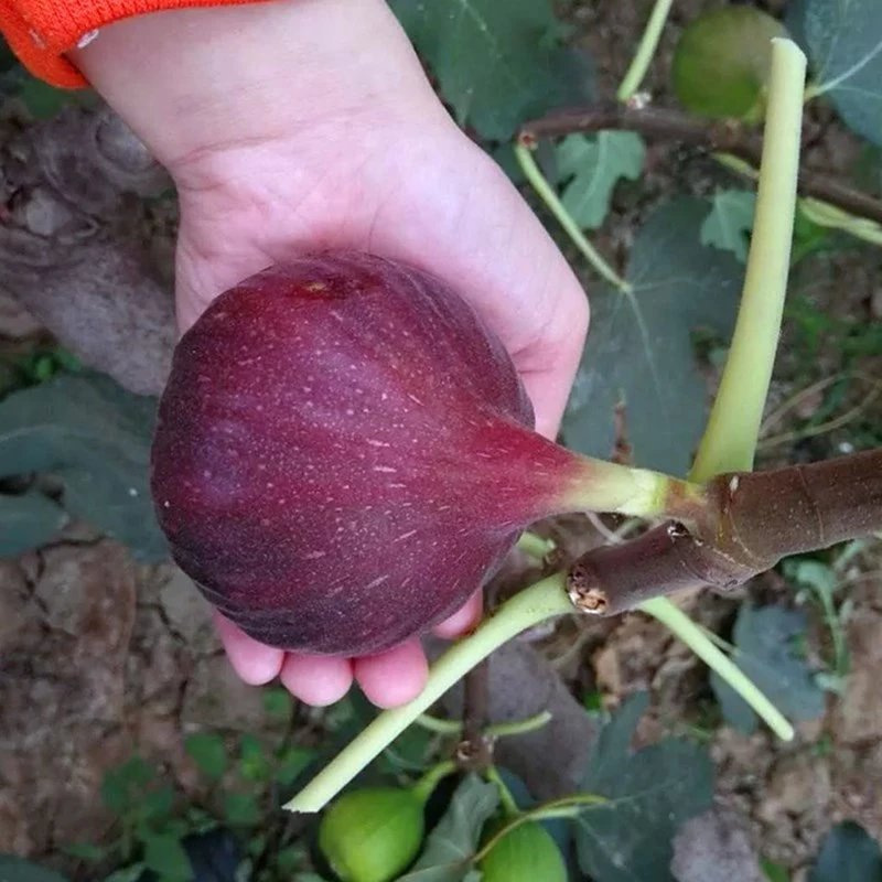 无花果树果苗盆栽特大种植苗南矮化裸根耐旱北方地栽水果树果苗