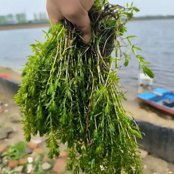Hydrilla