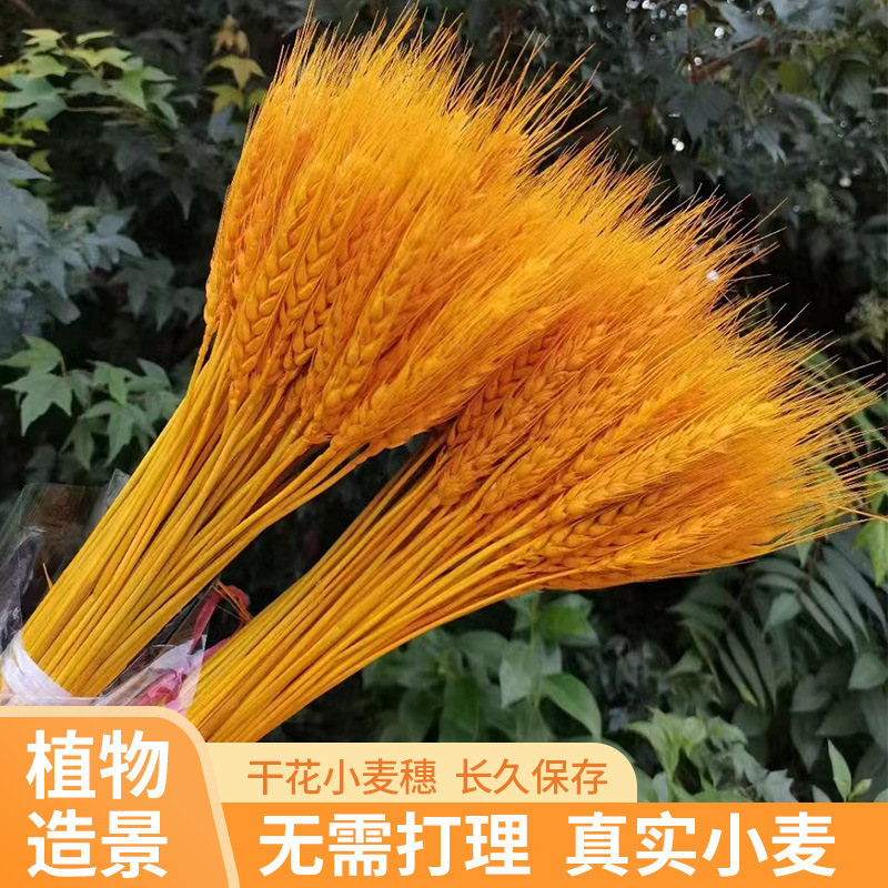 Golden natural dried wheat bouquet opened barley factory direct wheat wholesale wheat flower basket decorative props