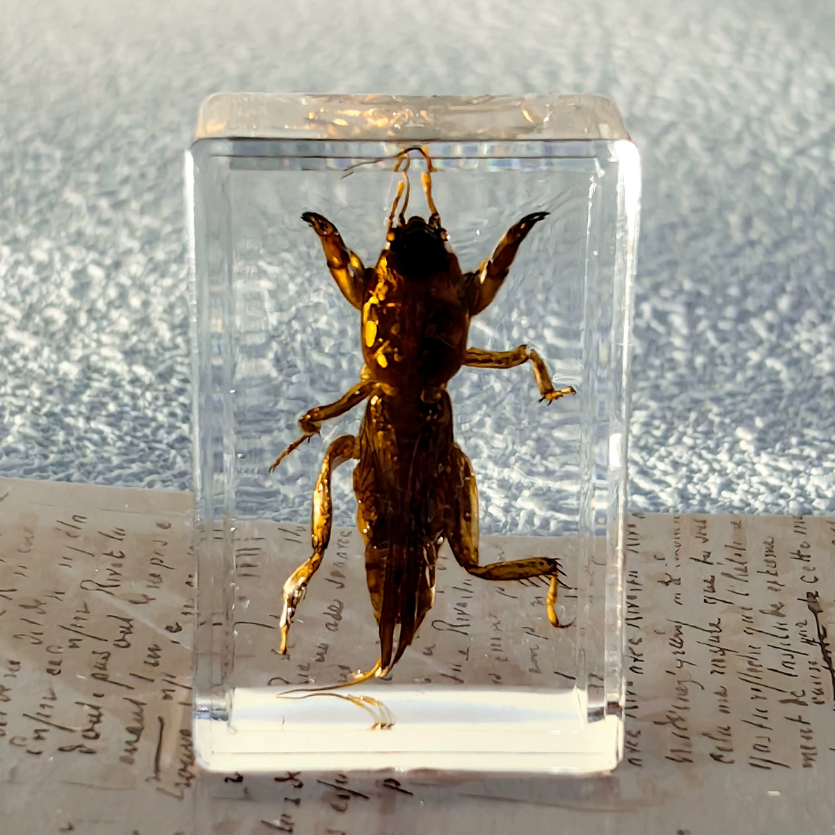 Настоящий образец насекомого в смоле, прозрачная кристальная клей Amber, скорпион, паук, трахинядий кроссовер декоративный